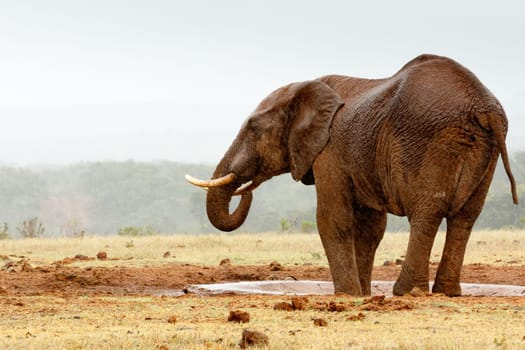 Bush Elephant with his feet in the dam by the watering hole.