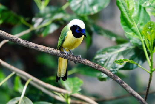 one lovely and noisy exotic bird many buetiful color