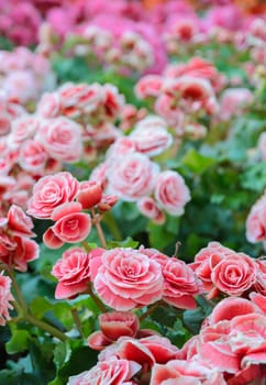 Beautiful Red Tuberous begonias in garden