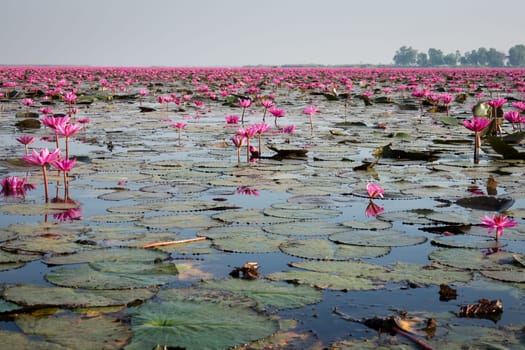 Water lily field,lake with red lotus flowers near Udon Thani in Thailand
