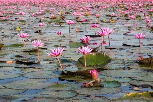 Water lily field,lake with red lotus flowers near Udon Thani in Thailand