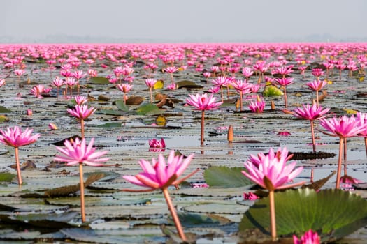 Water lily field,lake with red lotus flowers near Udon Thani in Thailand