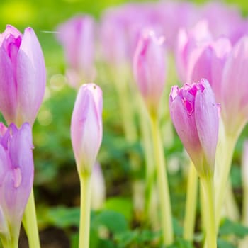 Pink blossoming crocuses in the garden, close up