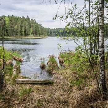 Spring landscape in the forest lake. Estonia
