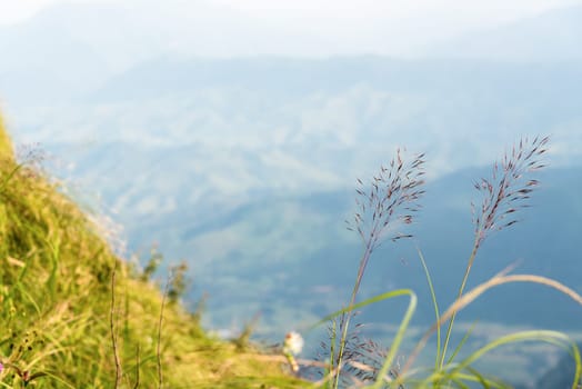 Flower grass on high mountain at viewpoint of Phu Chi Fa Forest Park in Chiang Rai Province Thailand for background
