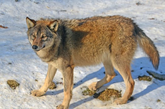 Timberwolf