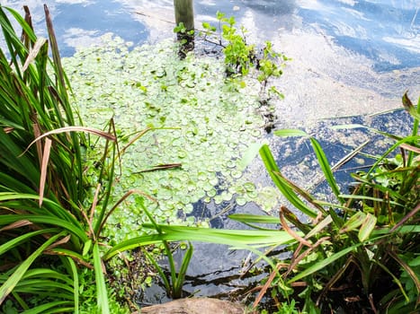 the lake surface with green algae and sea grass, with sunbeams