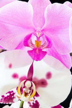 Photo of the beautiful purple and white orchids