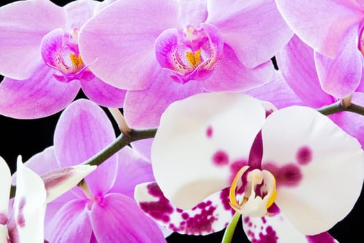 Photo of the beautiful purple and white orchids