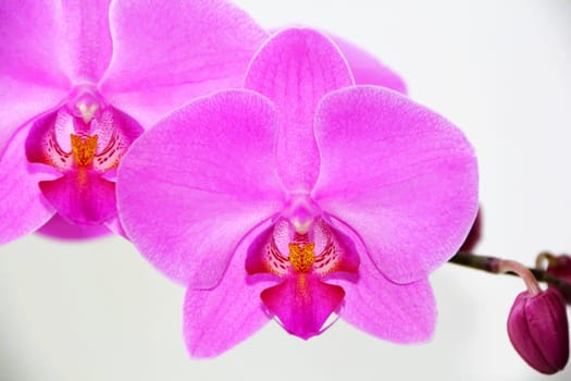 Image of beautiful orchid