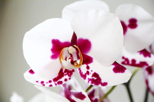 Image of beautiful orchid