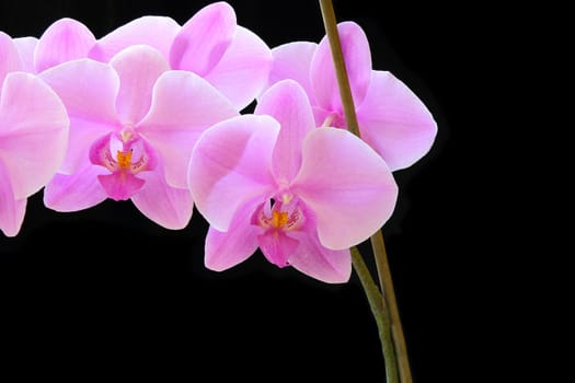 The beautiful purple orchid on white background
