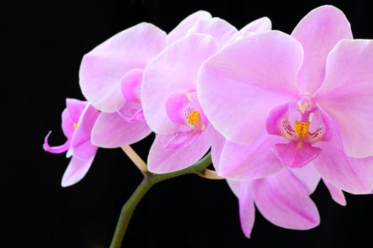 The beautiful purple orchid on black background