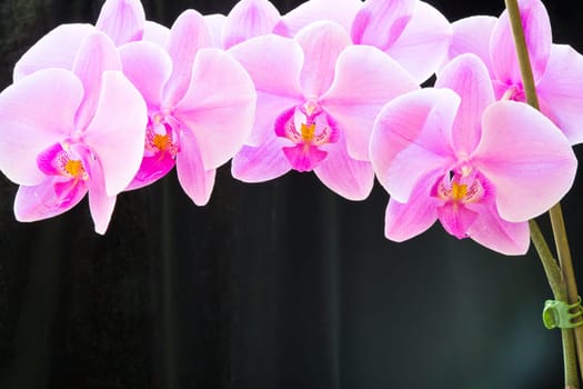 Photo of beautiful purple orchid on black background
