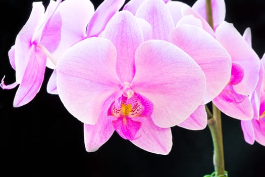 Photo of beautiful purple orchid on black background