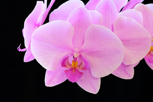 The beautiful purple orchid on black background