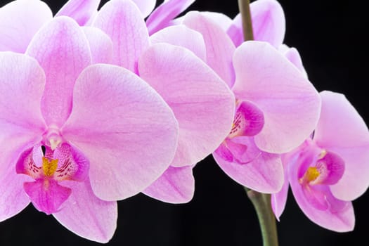 Photo of beautiful purple orchid on black background
