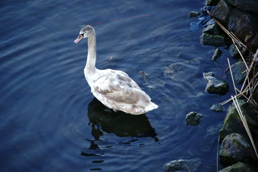 The close-up of a young swan on the banks of a river next to launched New Year's Eve rockets.
