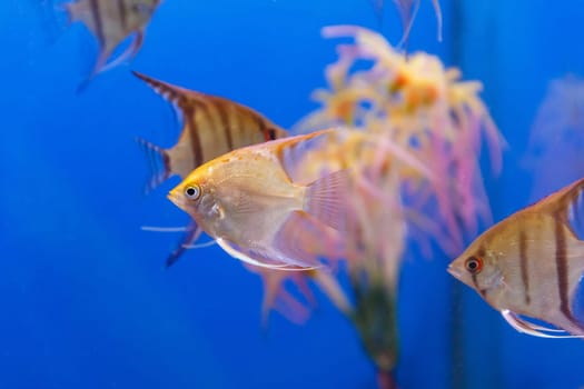 Several triangle shaped scalare fishes on blue background