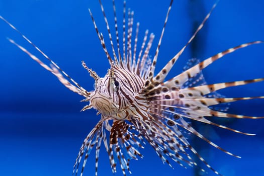 One large pterois volitans fish with spikes and stripes