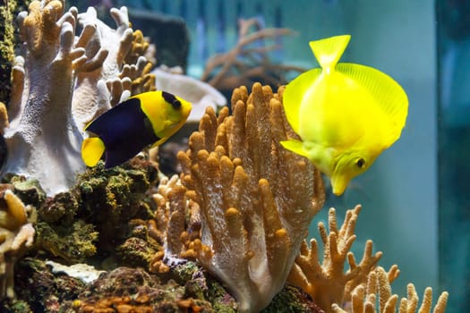 Couple bright fishes zebrasoma and angel swimming in aquarium tank