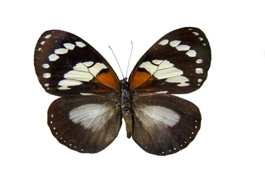 One big pretty butterfly on museum stand isolated