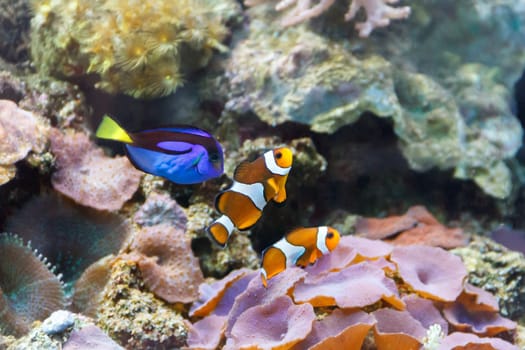 Aquarium fishes paracanthurus hepatus and clown swimming on reef background
