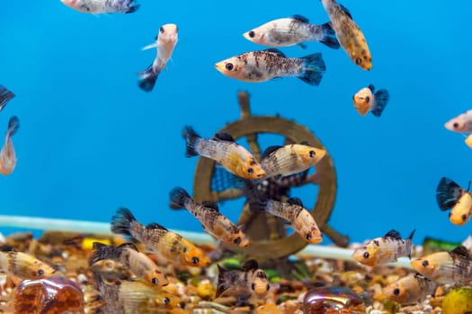 Big amount of small fishes swimming in aquarium