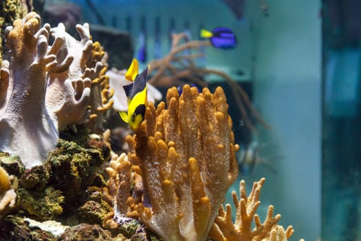 One small colorful pomacanthidae angel fish swimming in aquarium