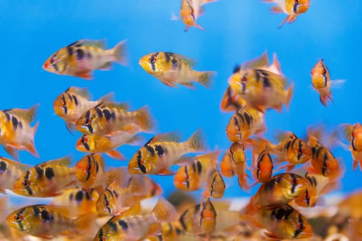 Large group of small fishes swimming in the water