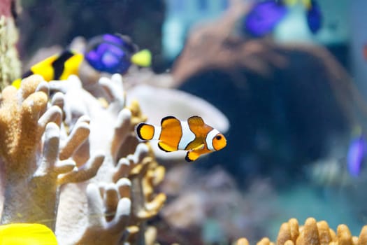One small orange clown fish swimming on reef background