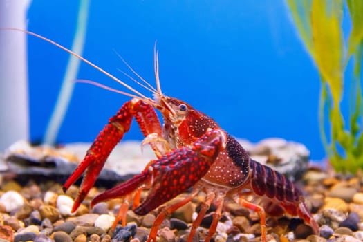 Photo of red crab with big claw