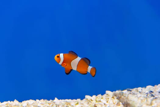 One clown fish on blue background swimming in aquarium