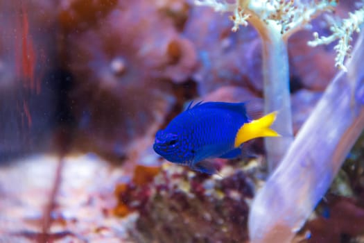 One blue fish chrysiptera parasema with yellow tail swimming in aquarium