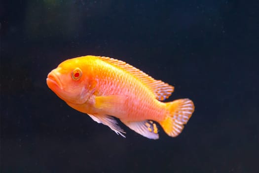 One orange aulonocara fish swimming on black background