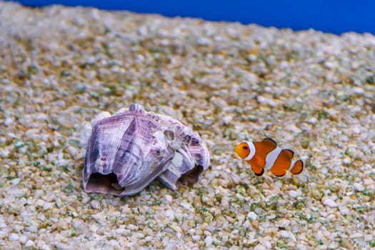 one small clown fish swimming near clown seashell the bottom of aquarium