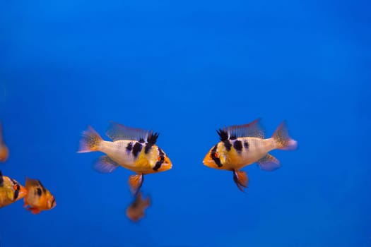 Two fighters fishes with black stripes swimming in aquarium