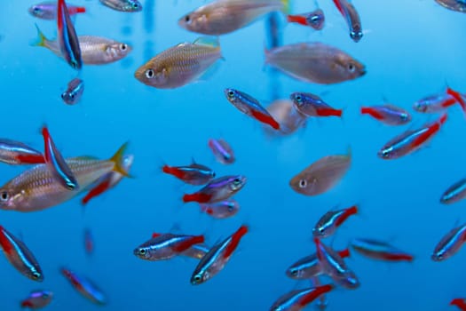 Photo of large amount of small yellow and grey fishes