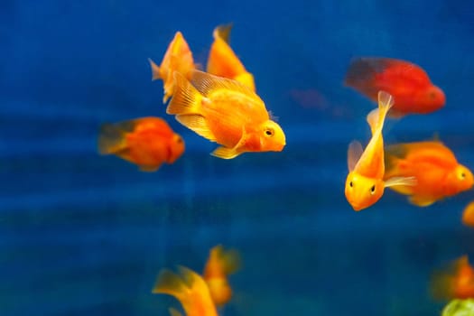 Group of orange red parrot cichlid fishes on blue background