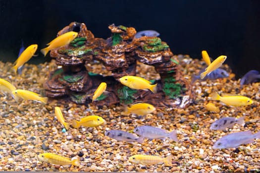 large amount of small yellow and grey fishes
