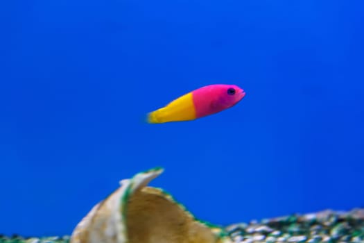 One small pseudochromis fish with vivid colors swimming in aquarium