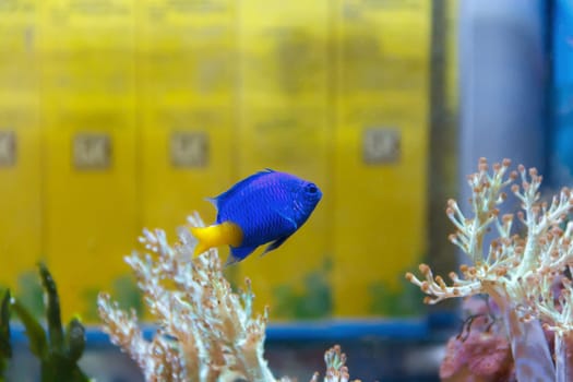 One blue fish chrysiptera parasema with yellow tail swimming in aquarium