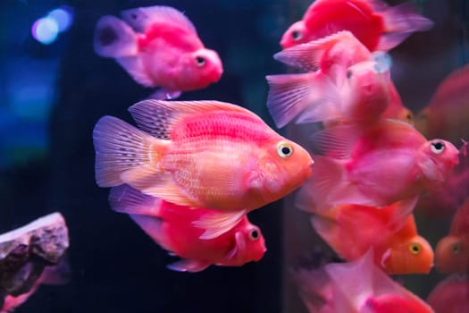 Group of orange red parrot cichlid fishes on blue background