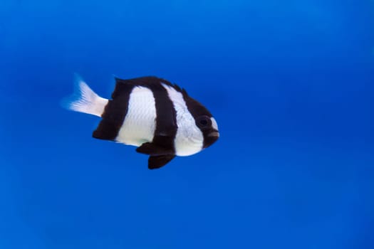 One black and white dascyllus trimaculatus fish in the aquarium