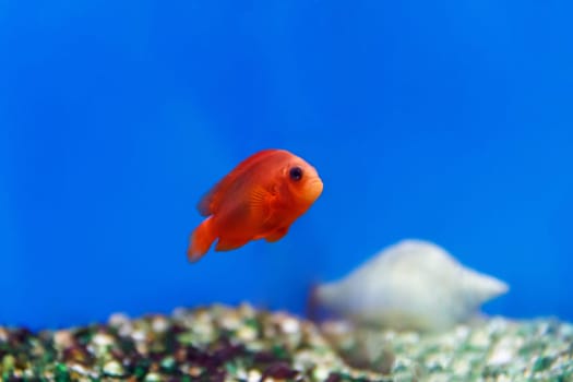 One red fish swimming in aquarium tank