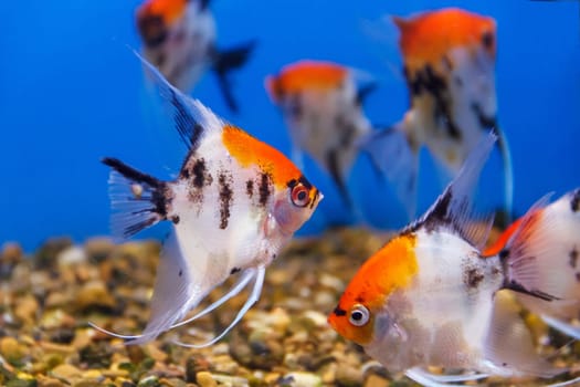 Several triangle shaped scalare fishes on blue background