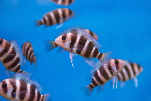 Several frontosa cyphotilapia fishes with stripes swimming in the aquarium