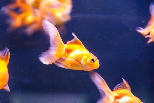 Photo of orange parrot fish swimming in aquarium