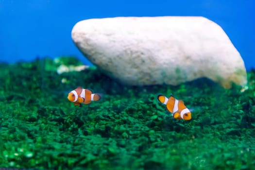 Two small clown fishes swimming on green background