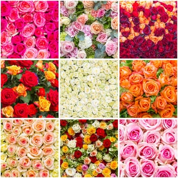 colourfull roses - collage